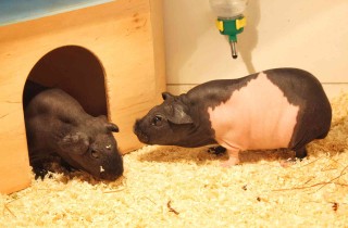 Come prendersi cura di un porcellino d'India