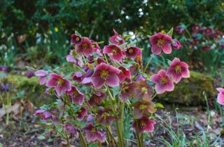 5 fiori invernali a cui piace il freddo