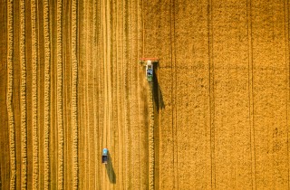 Quanti animali muoiono a causa delle coltivazioni intensive?