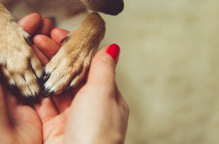 Come e perché festeggiare la Giornata Internazionale dei diritti degli animali 2022