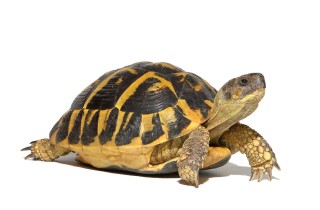 Cosa mangiano le tartarughe