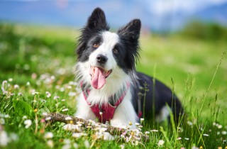 5 razze di cani facili da addestrare