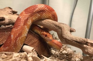 Serpenti come animali domestici: 7 cose da sapere