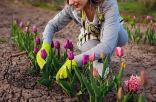 I migliori fiori da piantare a gennaio