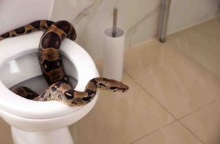 Sognare serpenti in casa, significato e numeri da giocare