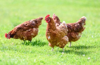Cosa significa sognare galline?