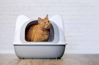 Dove sistemare in casa la lettiera del gatto