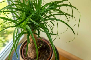 Cos'è la pianta mangiafumo