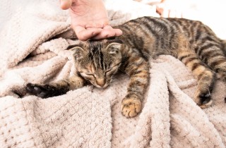 Perché il mio gatto vomita e che cosa posso fare?