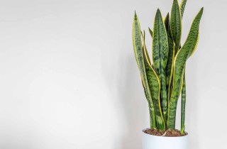 Sanseveria, consigli per prenderti cura della pianta