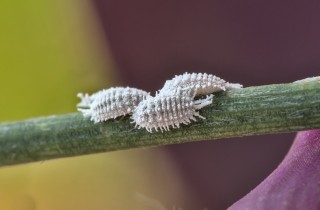 Cocciniglia: come proteggere le piante dal parassita