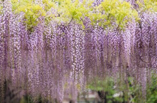 Come prendersi cura del glicine