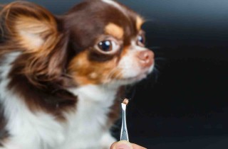 Quali sono i parassiti più pericolosi per gli animali domestici?