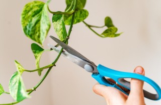 Pothos, la pianta da interno: come moltiplicarla in 5 passaggi