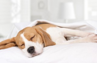 Perché il cane è sempre stanco e dorme tutto il giorno?
