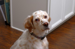 Allergie del cane: che cosa devi sapere