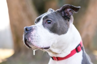 Perché il cane sbava così tanto?