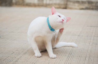 Perché il gatto si gratta le orecchie?