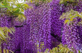 Quando piantare il glicine?