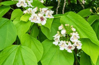 Che pianta è la catambra?