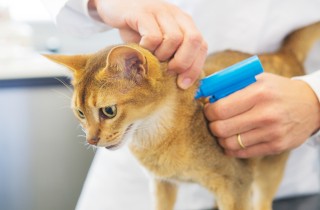 Microchip per gli animali: che cos’è e come funziona