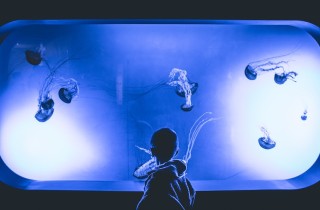 Acquari in Italia che vale la pena visitare