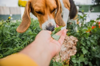 Perché i cani mangiano l’erba?