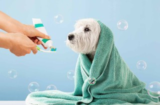 Toelettatura cani in estate: cosa fare e cosa non fare