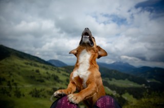 Perché i cani ululano o abbaiano quando sentono le sirene?