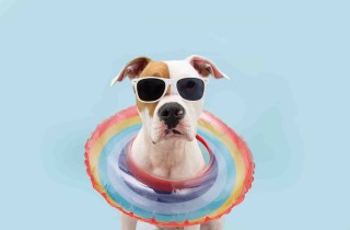 Quali colori vedono i cani?