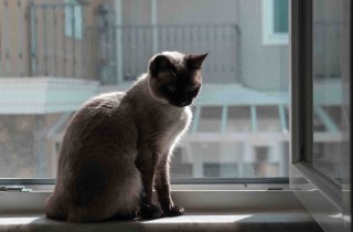 Come togliere il pelo del gatto dalla zanzariera senza rovinarla