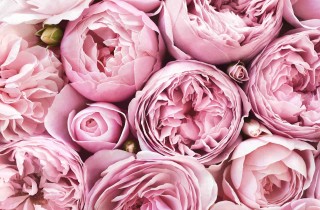 Quali sono i fiori che simboleggiano l'amore?