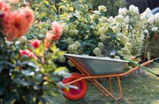 Cosa fare nel giardino a settembre: 11 lavori