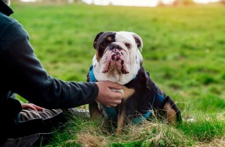 Pensione per cani: i consigli per scegliere quella giusta