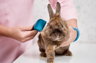Come mantenere in ordine il pelo del coniglio