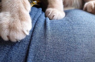 Perché i gatti impastano