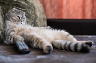 Come si previene il sovrappeso nel gatto