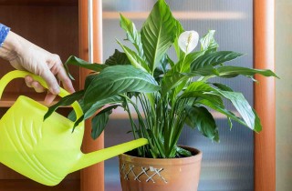 Che pianta è il giglio della pace