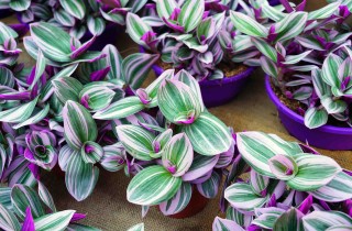 Erba o pianta della miseria, una pianta da appartamento molto resistente