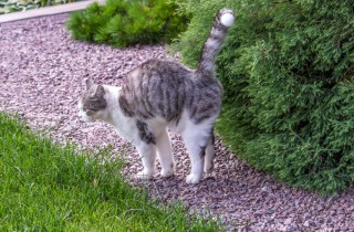 Come impedire al gatto di spruzzare