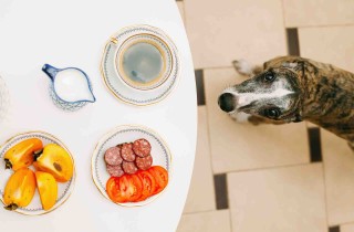 I cani possono mangiare i cachi?