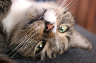 Perché il gatto ha il naso secco?