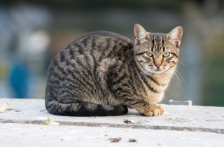 Gatti selvatici e randagi, qual è la differenza