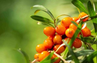 Come si coltiva la pianta di olivello spinoso