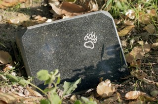 Cosa fare se il tuo cane muore in casa