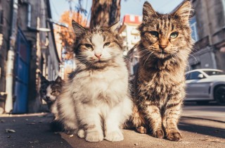 Come aiutare i gatti selvatici in inverno