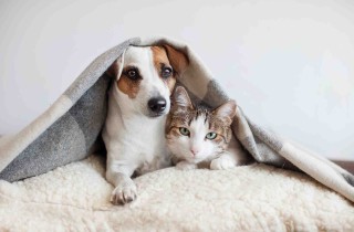 Gatti e botti di Capodanno: come comportarsi