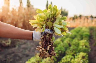 Come si coltiva la pianta di arachidi
