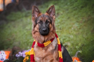 Animali domestici, i nomi ispirati a Harry Potter