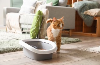 Come addestrare il gatto a usare la lettiera